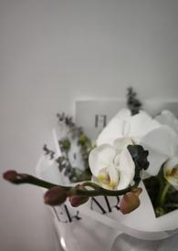 我的未婚妻3d